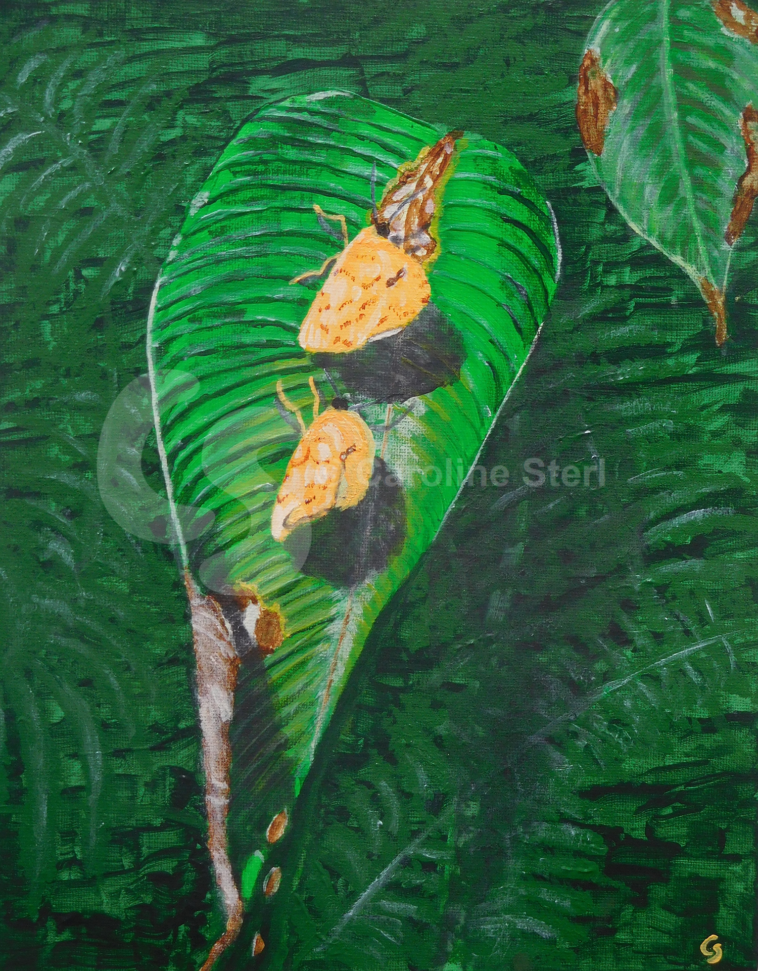 Painting: Apricot Sulphur Butterflies